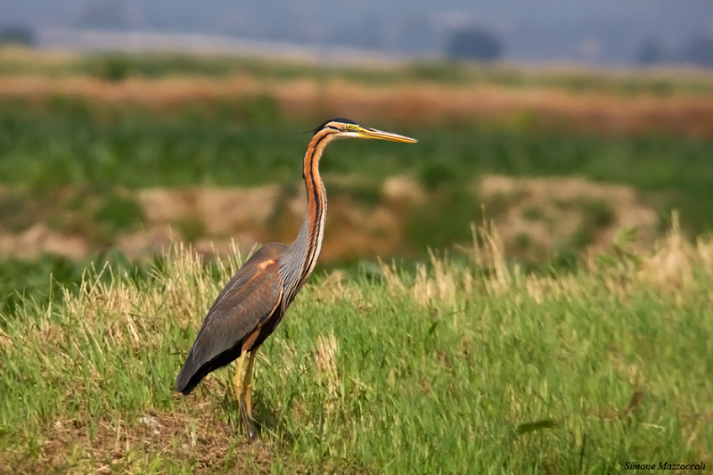 Ardea Purpurea
