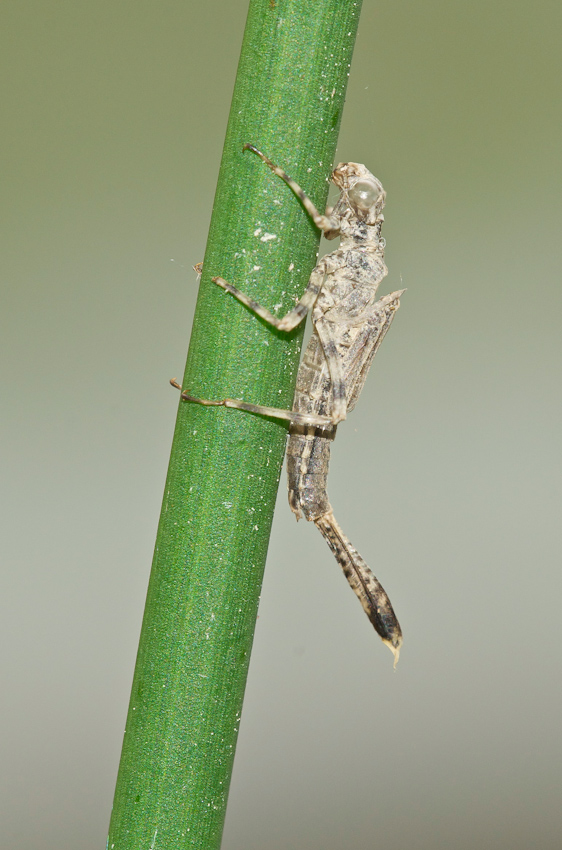 Prima o poi...voler�...