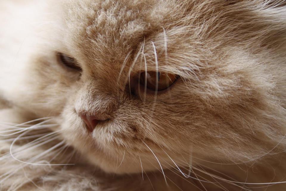 Leo..e' venuto bene?