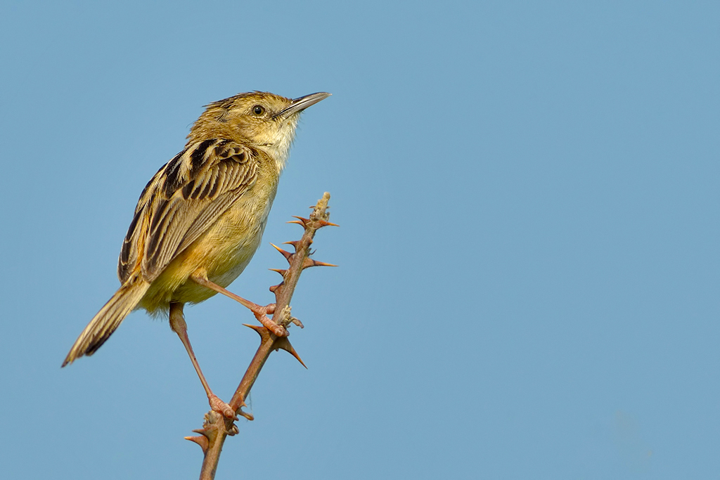 Beccamoschino Cisticola juncidis