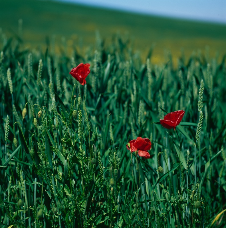 Papaveri e grano