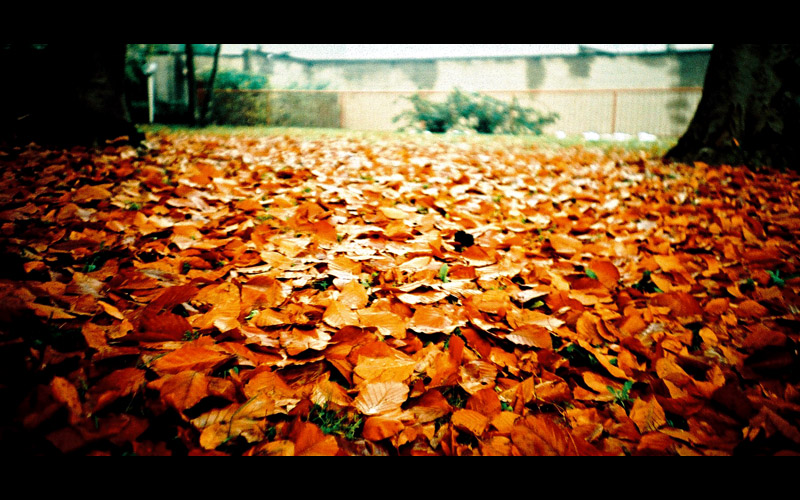 Foglie Morte