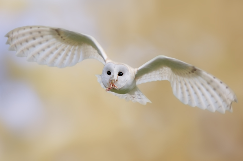 Nooo, nemmeno quando mangio mi lasci in pace?