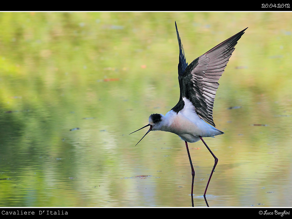 Cavaliere d'Italia # 7
