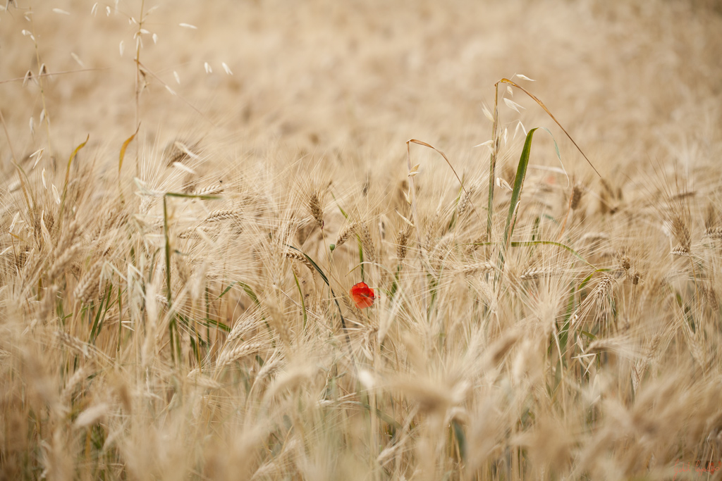 solo e pensoso i pi� deserti campi