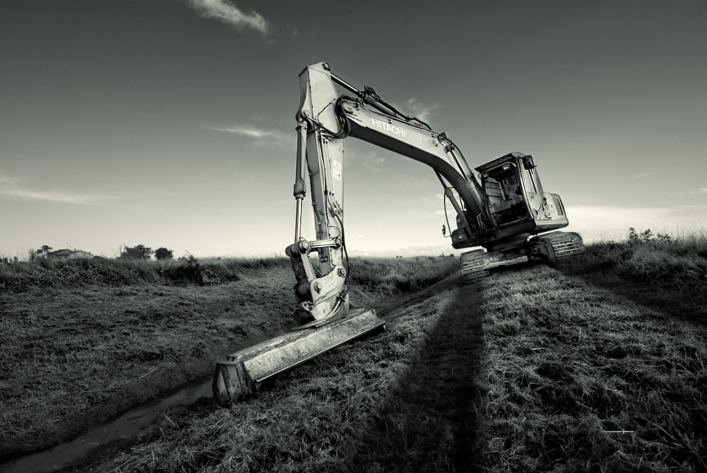 cingolatus herbivora