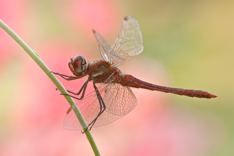 alla fine vol� via ... nel video