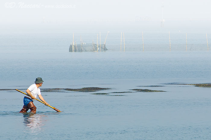 Lavori di laguna.....