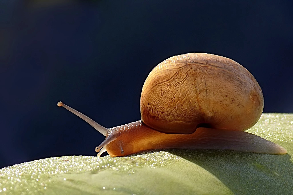 ***** L'altra faccia della....lumaca *****