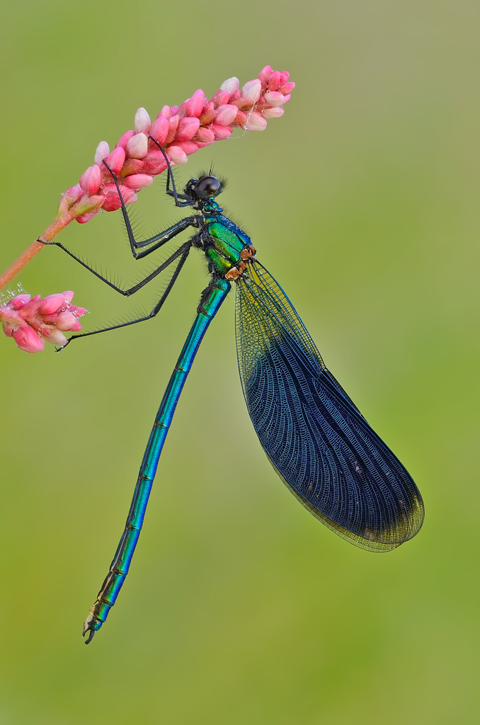 Calopteryx splendens