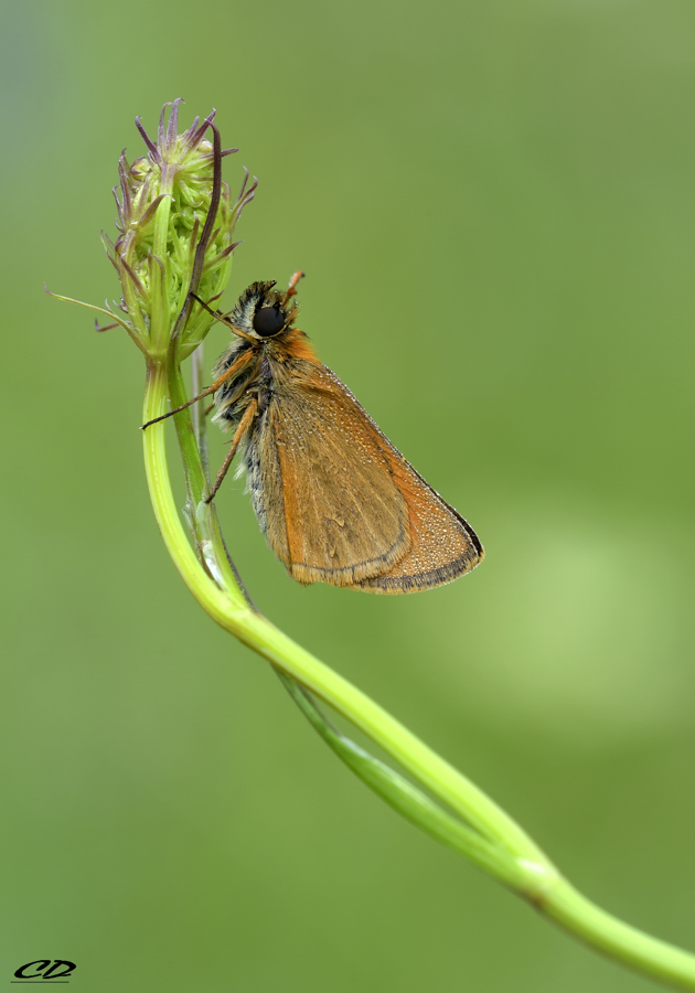 thymelicus sylvestris