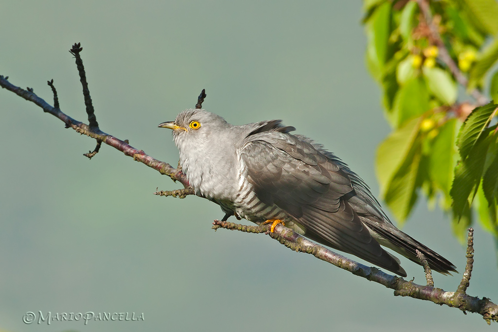 Cuculo (Cuculus canorus)