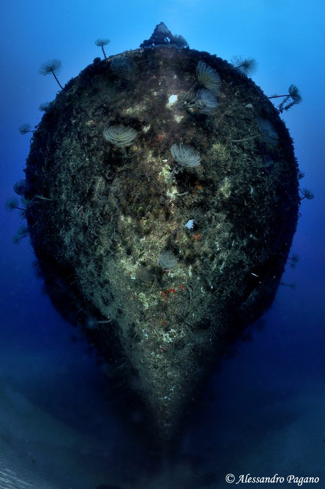 Come una grande conchiglia