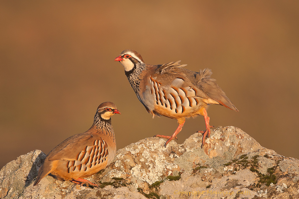 Pernice rossa - coppia