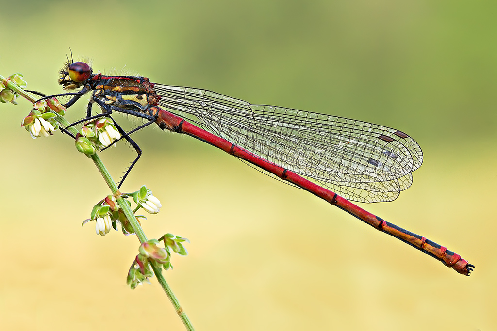 Damigella ROSSA   Pyrrhosoma nymphula