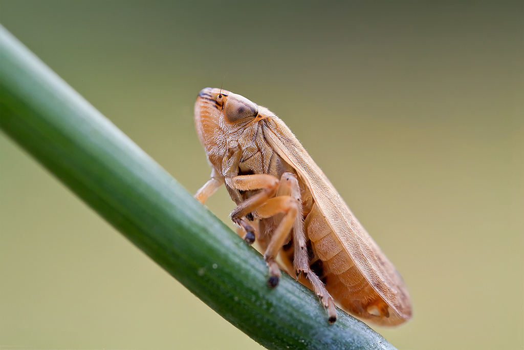 Una piccola cicadella begina R.R. 3:1 circa