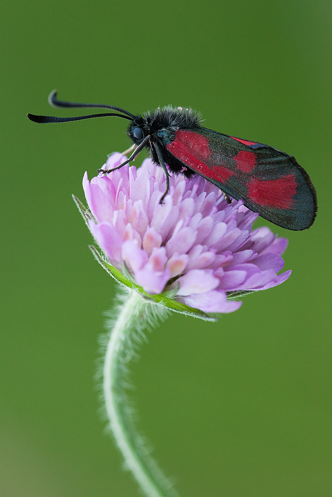Zygaena