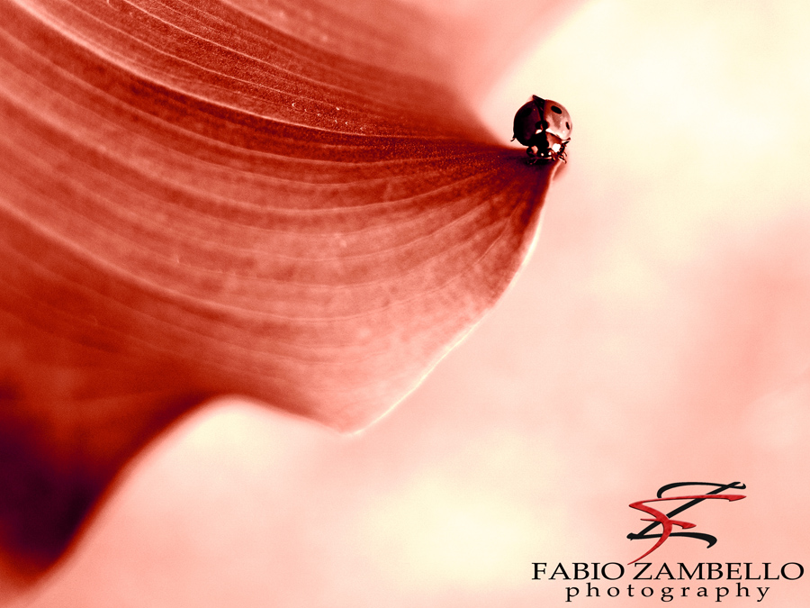 poesia di una coccinella