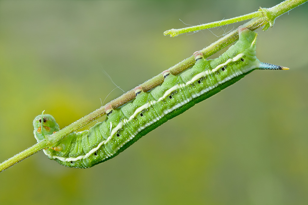 unicorno  (macroglossum stellatarum)