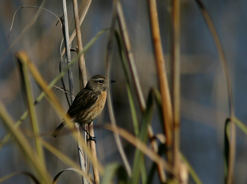 a proposito di passere