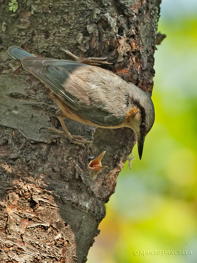 Picchio muratore(Sitta europaea)