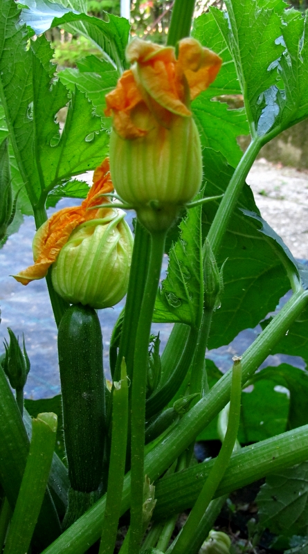 Zucchine... crescono