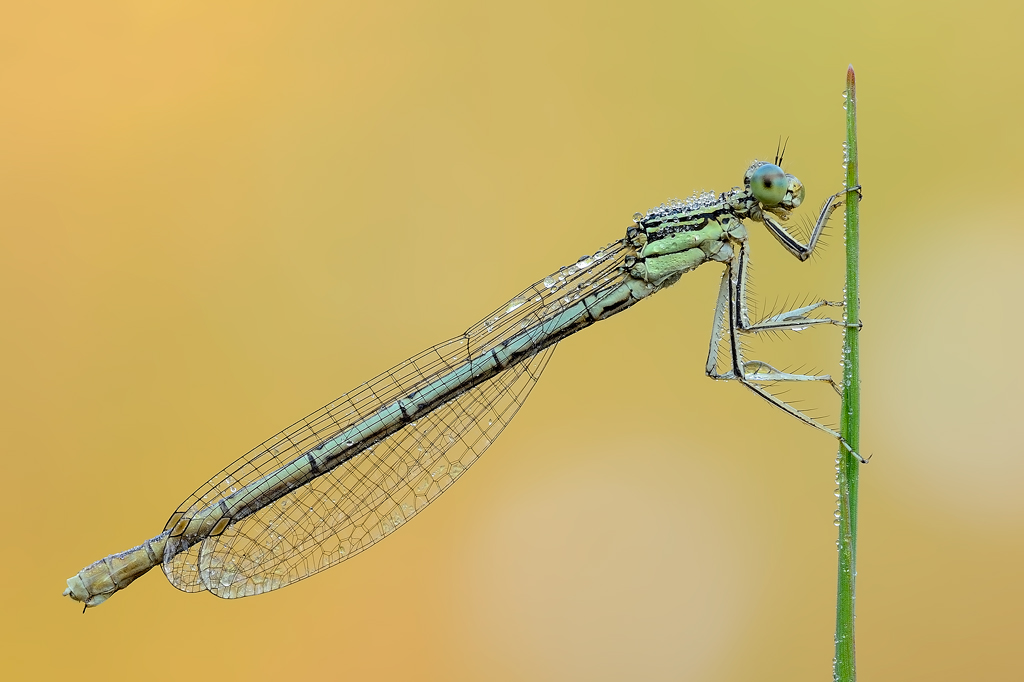 Platycnemis pennipes ( femmina )