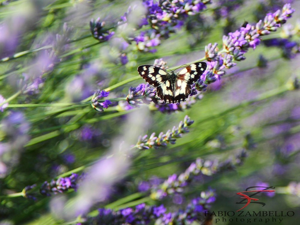 farfalla in close-up