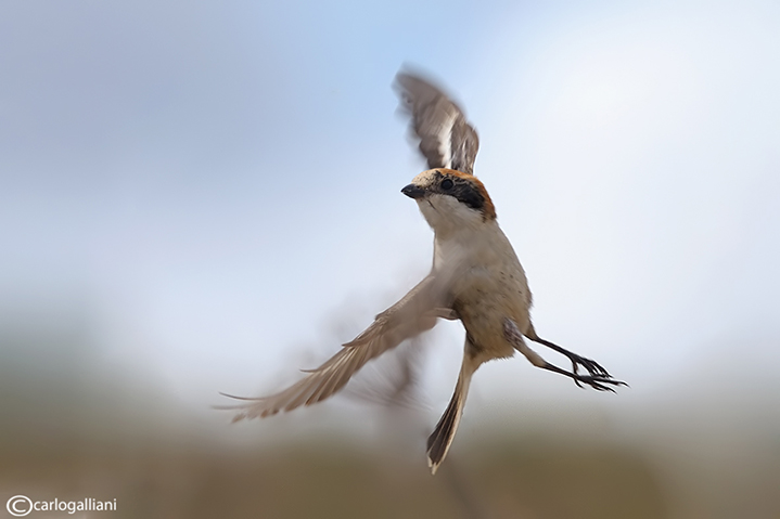 Averla capirossa in volo a paaso di danza