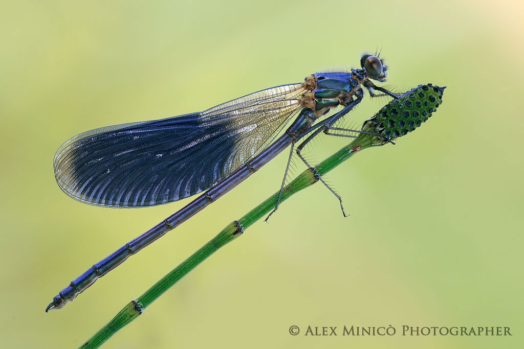 Calopteryx splendens