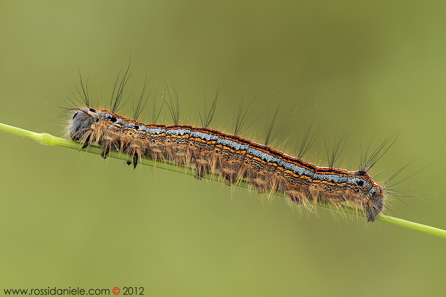 Malacosoma neustria (Linnaeus, 1758)