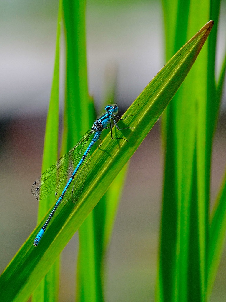 la mia prima damigella