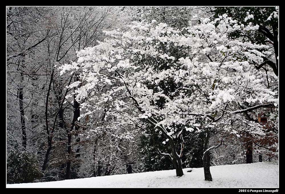 al parco dopo una nevicata 3 (cotone o neve ?)