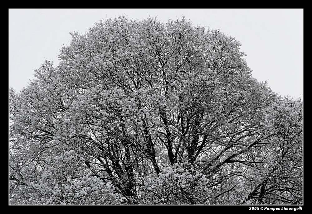 al parco dopo una nevicata 3 (il cervello)