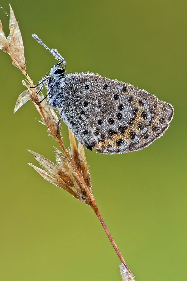 Una spolverata di rugiada