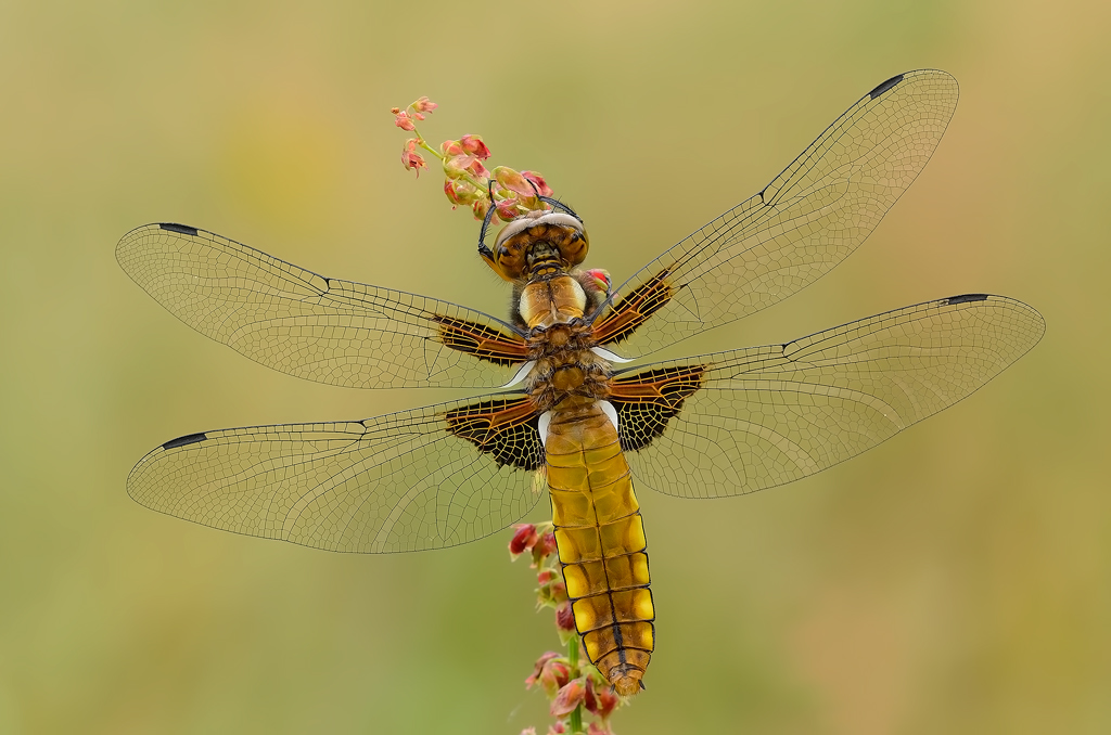 Libellula depressa ( femmina )