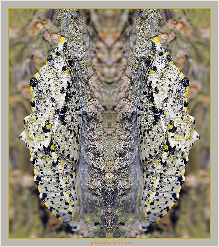 Crisalide e pareidolia� riv. 2012