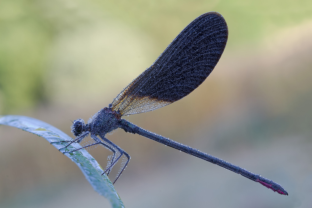 maschio di Calopteryx haemorrhoidalis