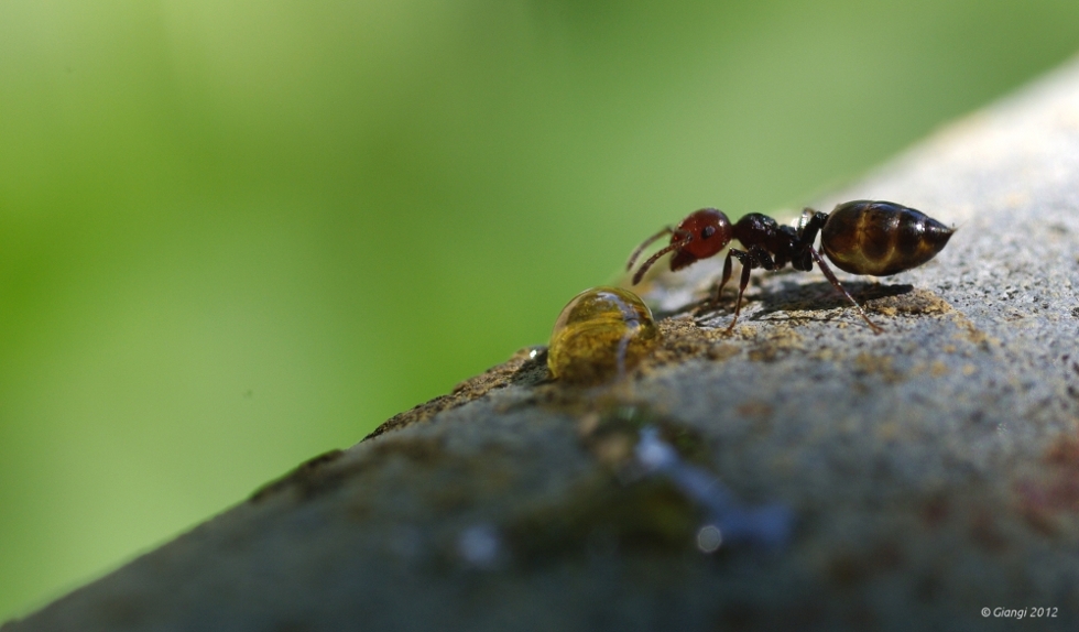 La formicuzza