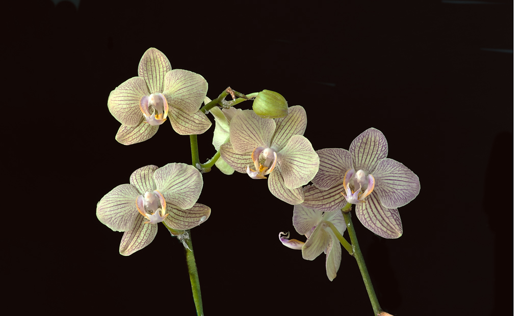Gruppo di Orchidee