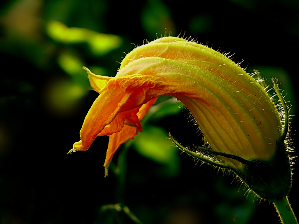 *** Fiamme nel vento ***