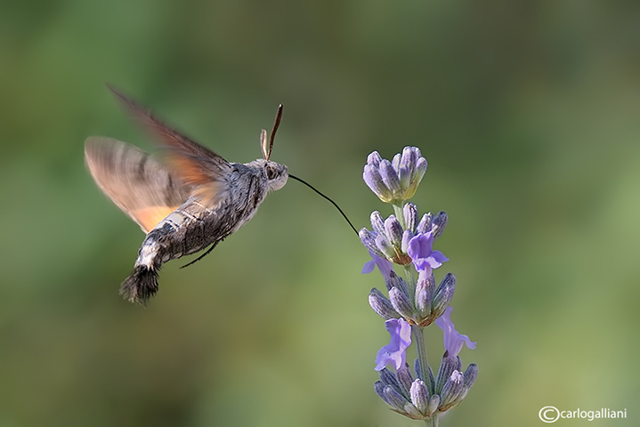 Macroglossum stellatarum