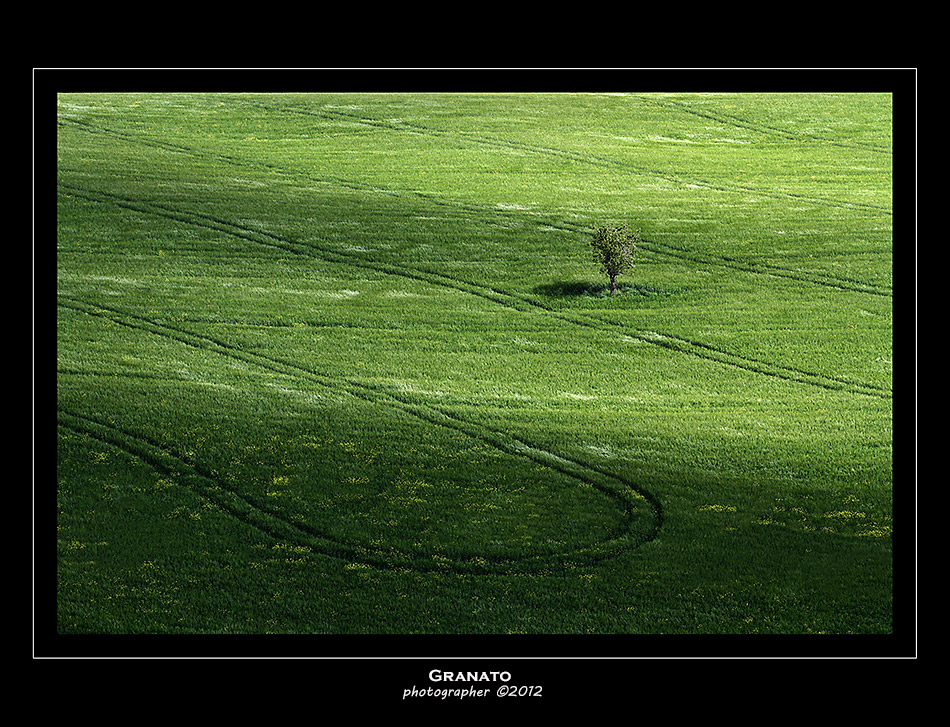 Solitario nel verde