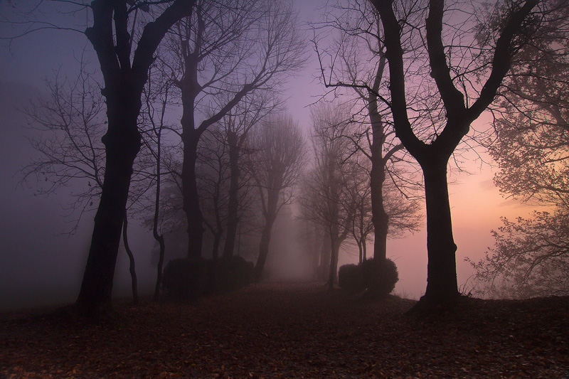nella nebbia del mattino