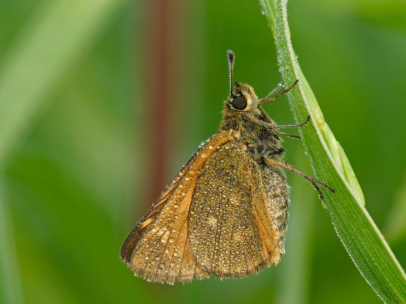 Hesperiidae