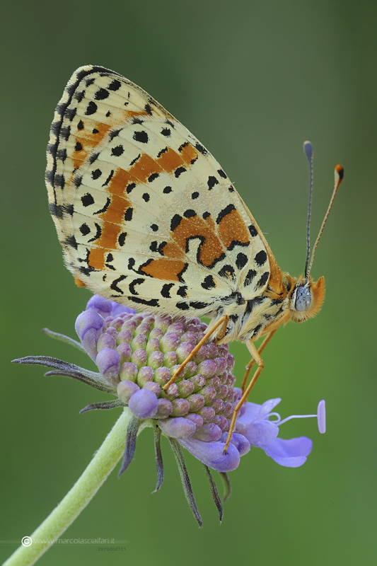 Melitaea didyma (Esper 1779)