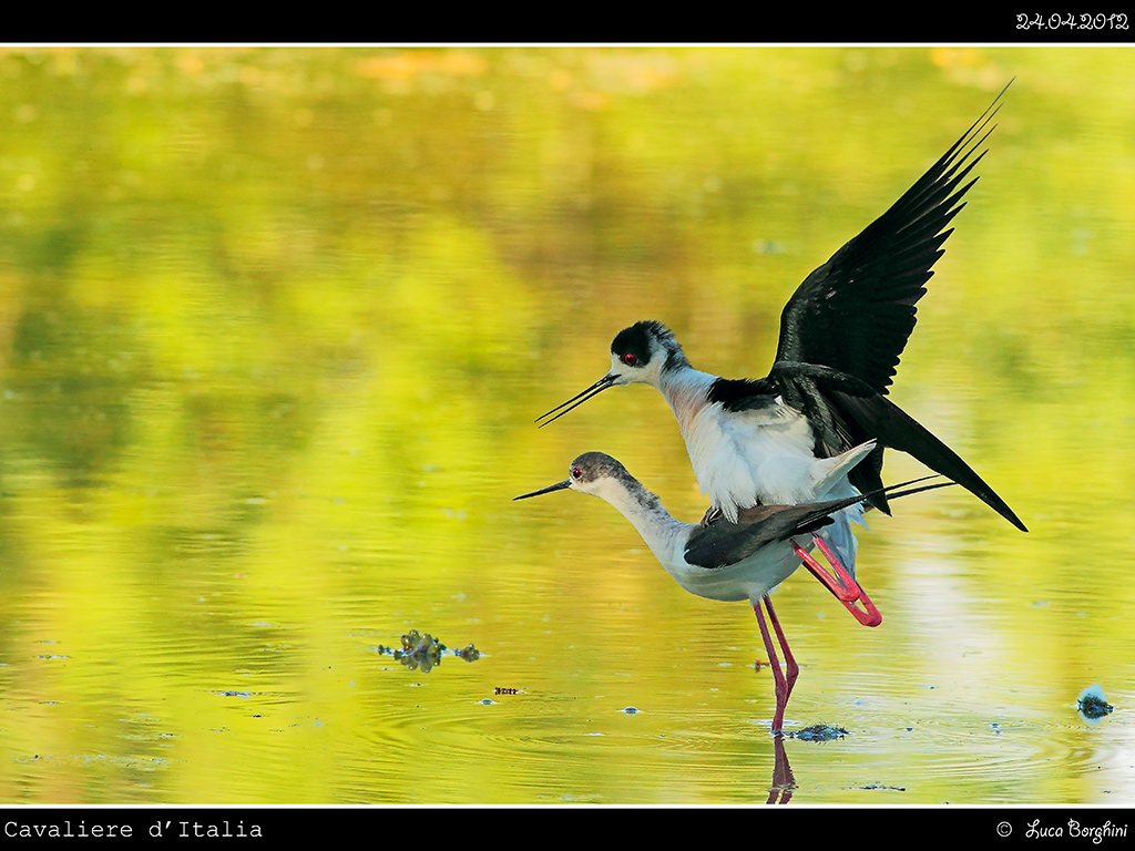 Cavaliere d'Italia # 8