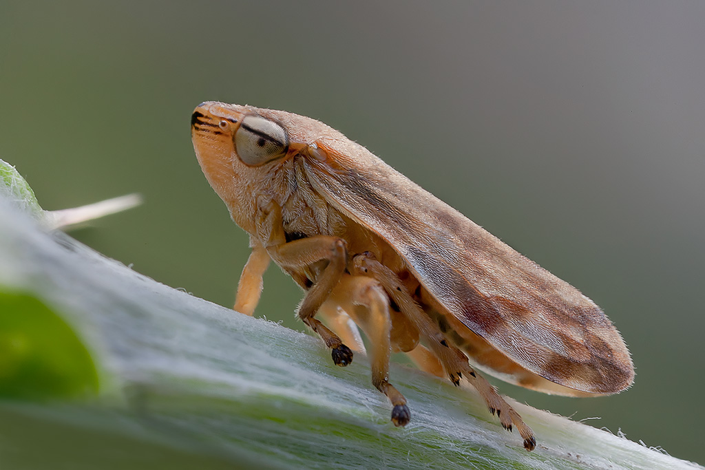 Emittero (cicadella)