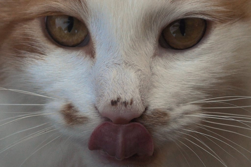 il risveglio di Oscar