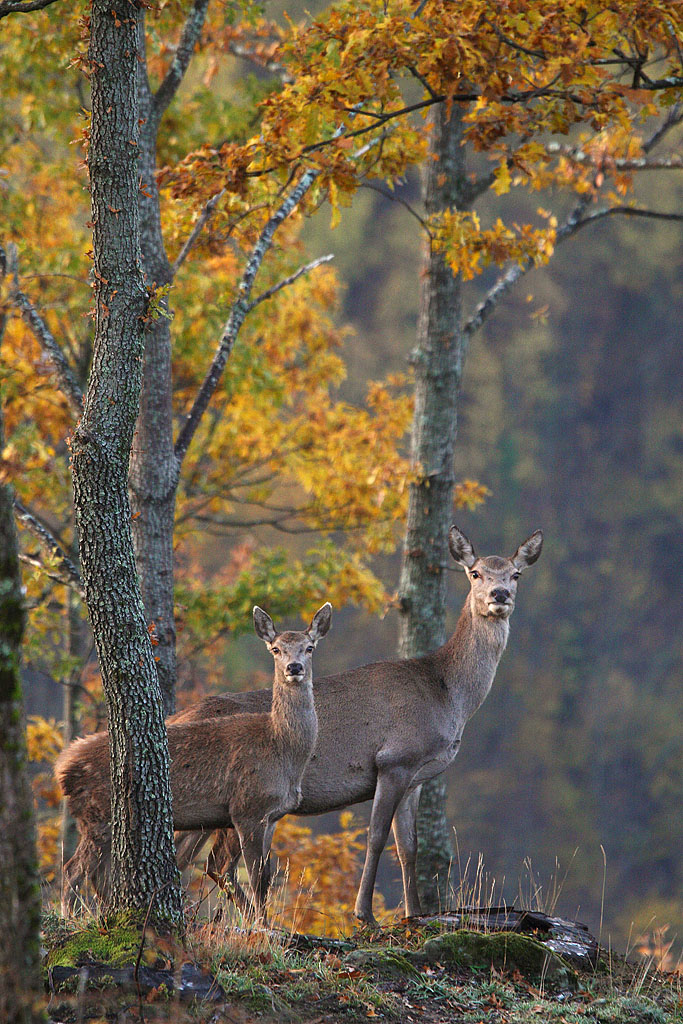 mamma cervo e piccolo